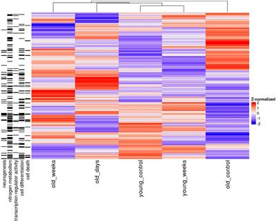 Hippocampal differential expression underlying the neuroprotective effect of delta-9-tetrahydrocannabinol microdose on old mice